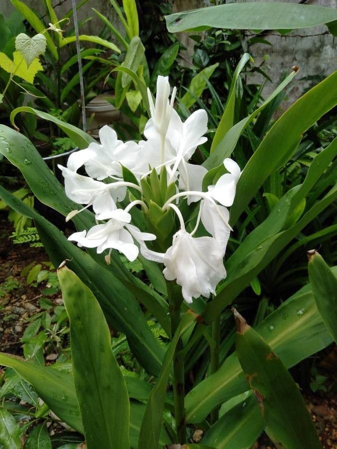Hedychium coronarium 29