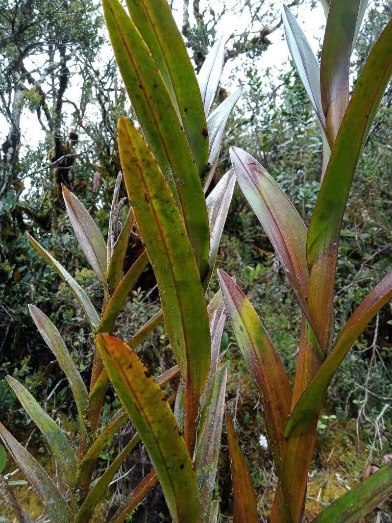 Epidendrum 7