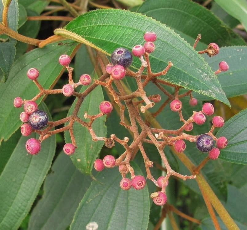 Miconia xalapská 5