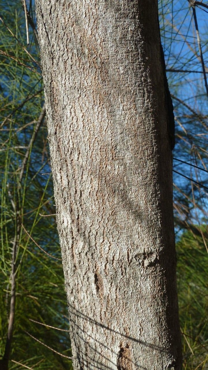 Allocasuarina glauque 15