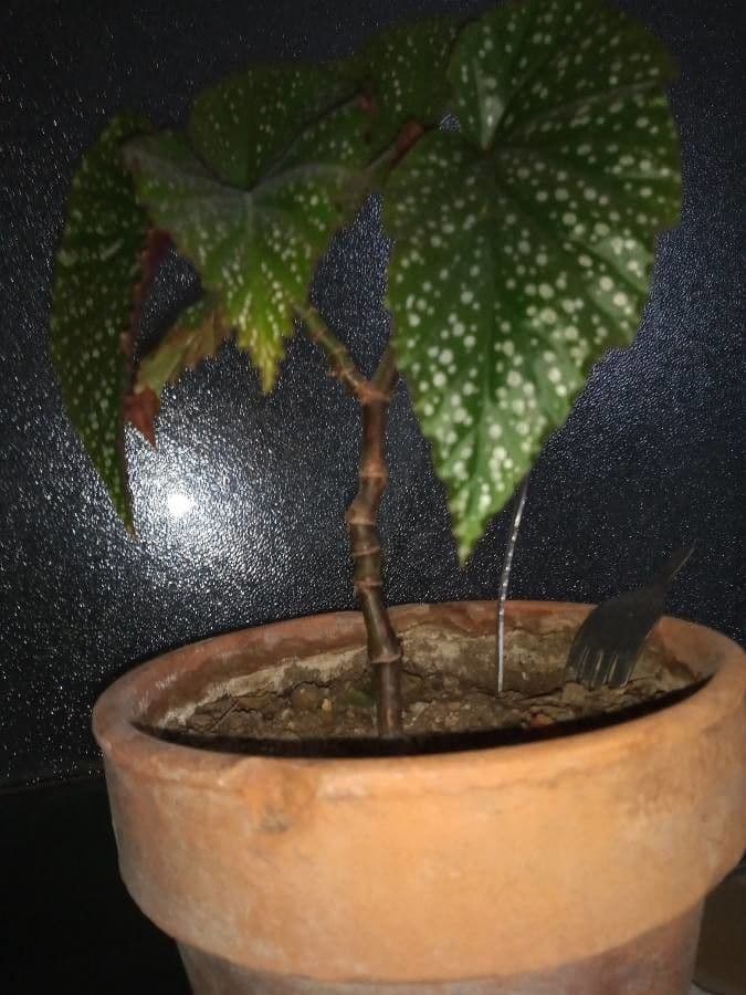 Begonia 28