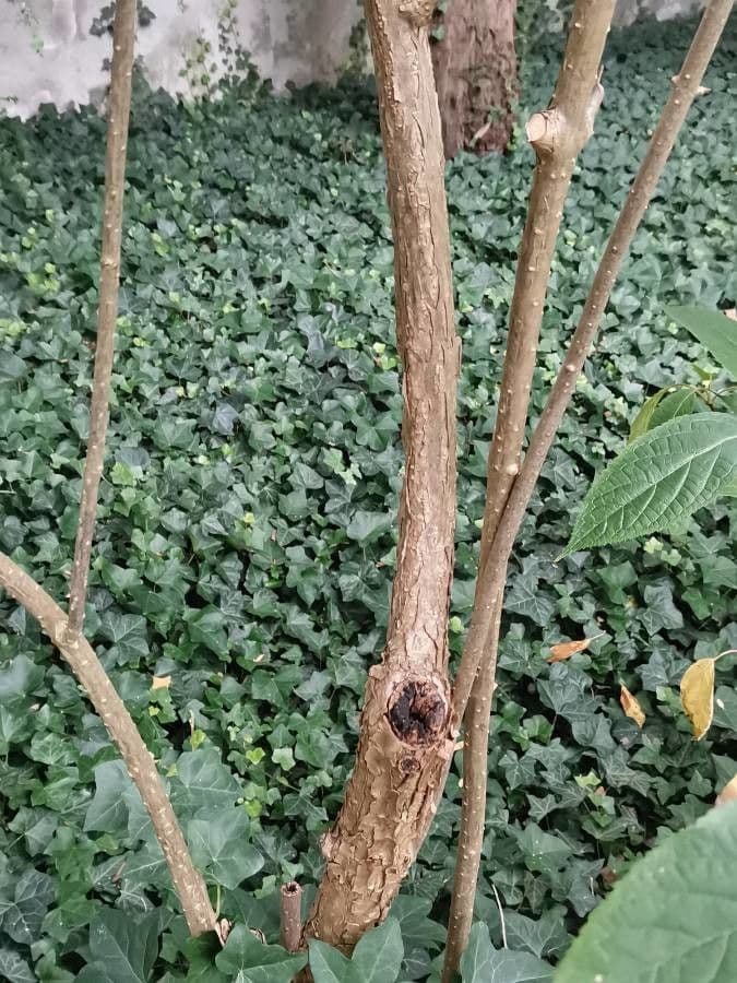 Ortensia eteromalla 8