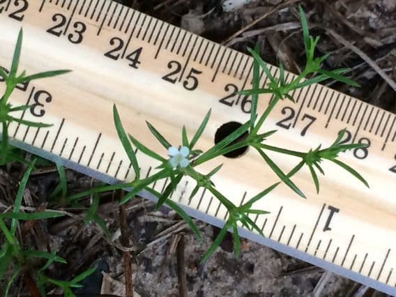 Polypremum procumbens 9
