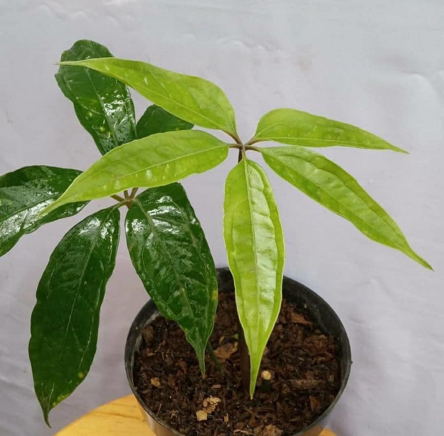 Anturio 3