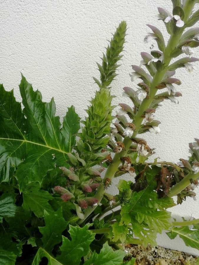 Acantho spinoso 27