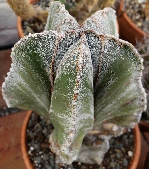 Astrophytum 15