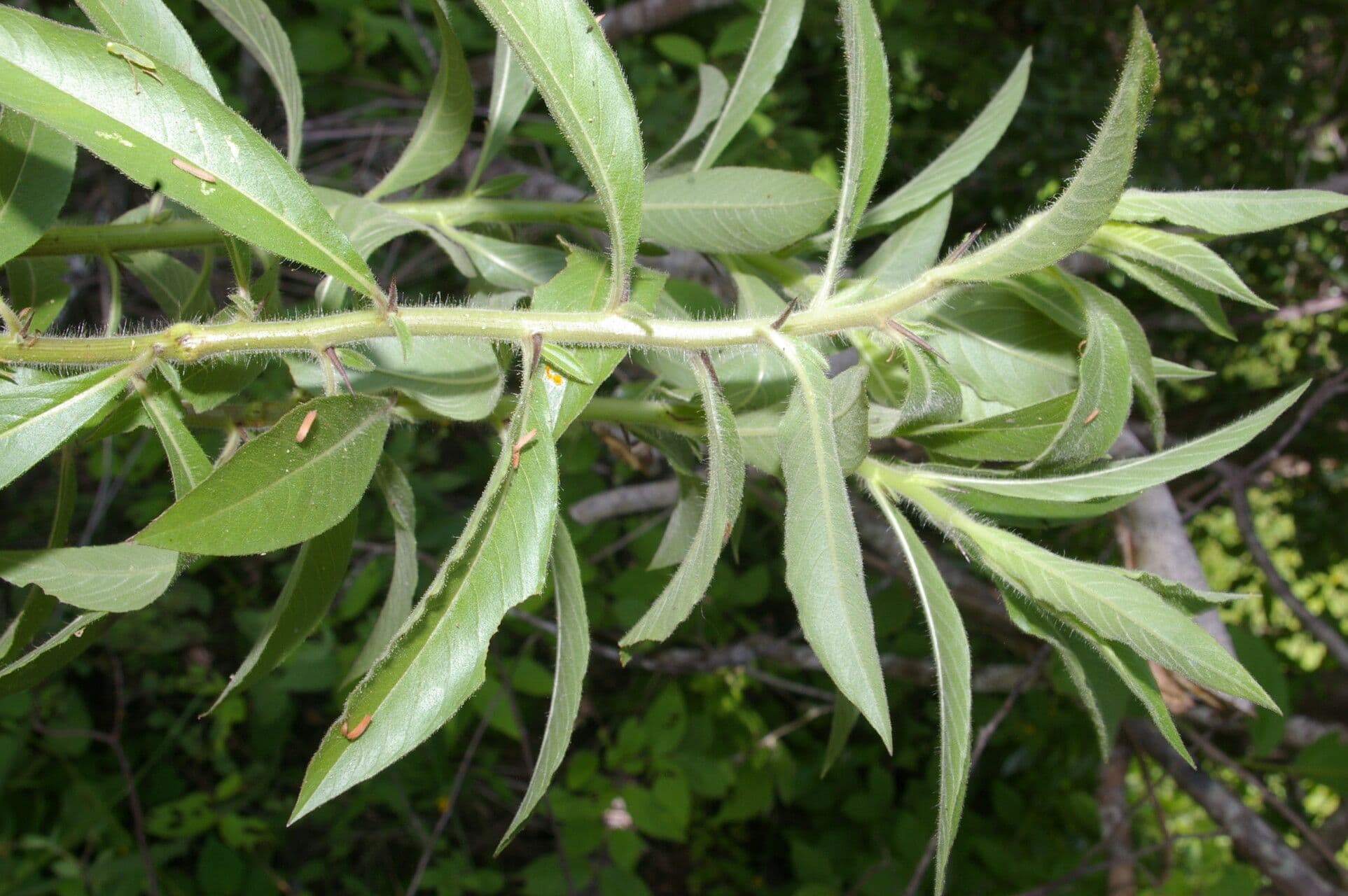 Hydrolea spinosa 9