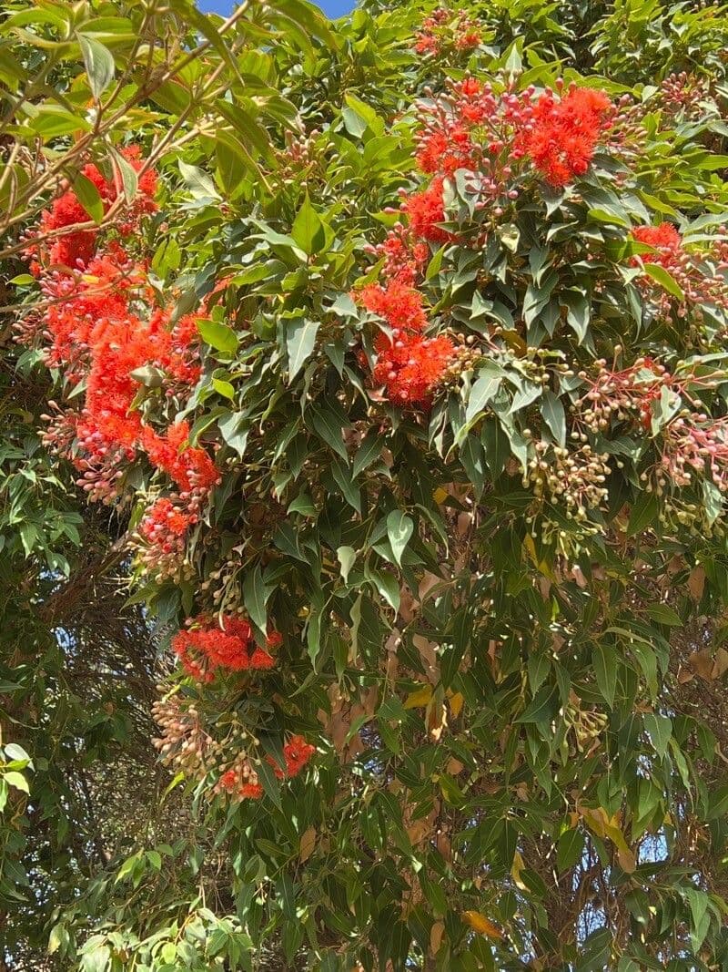 Gomma rossa 7