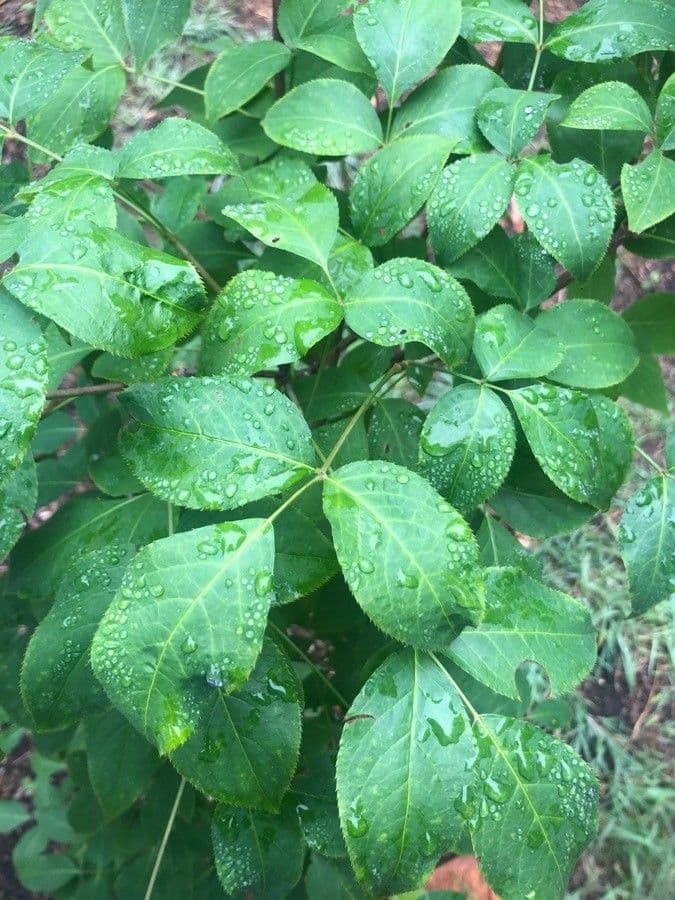 Staphylea bumalda 3