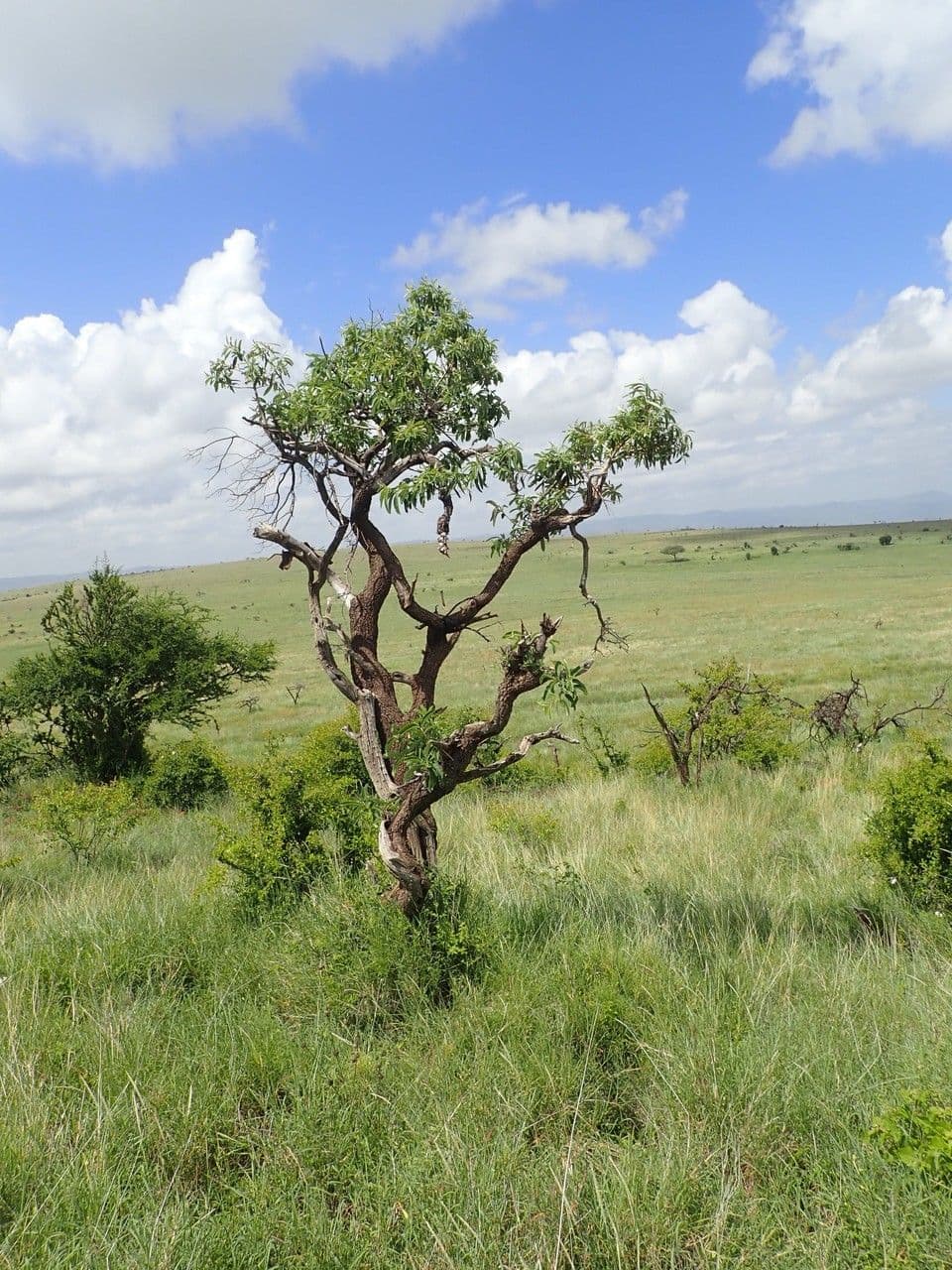 Ozoroa insignis 9