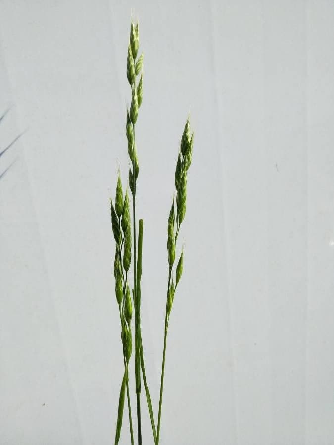 Festuca dei prati
