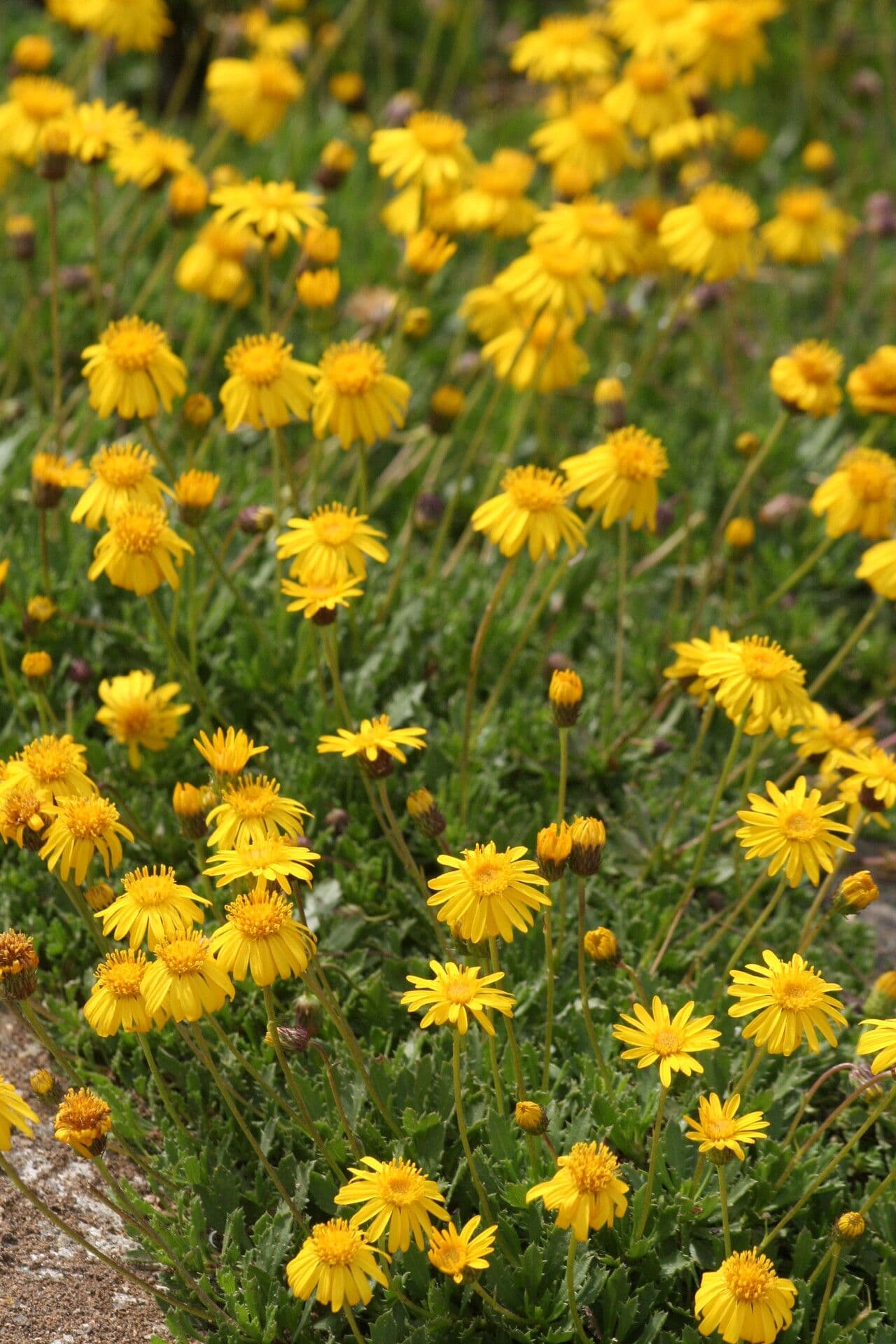 Haplopappus