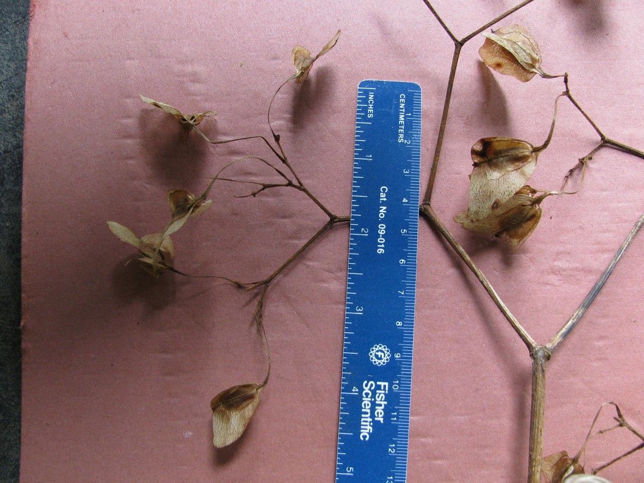 Begonia 19