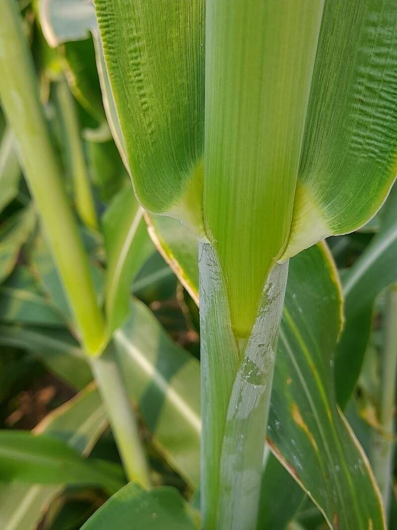 Sorgo 22