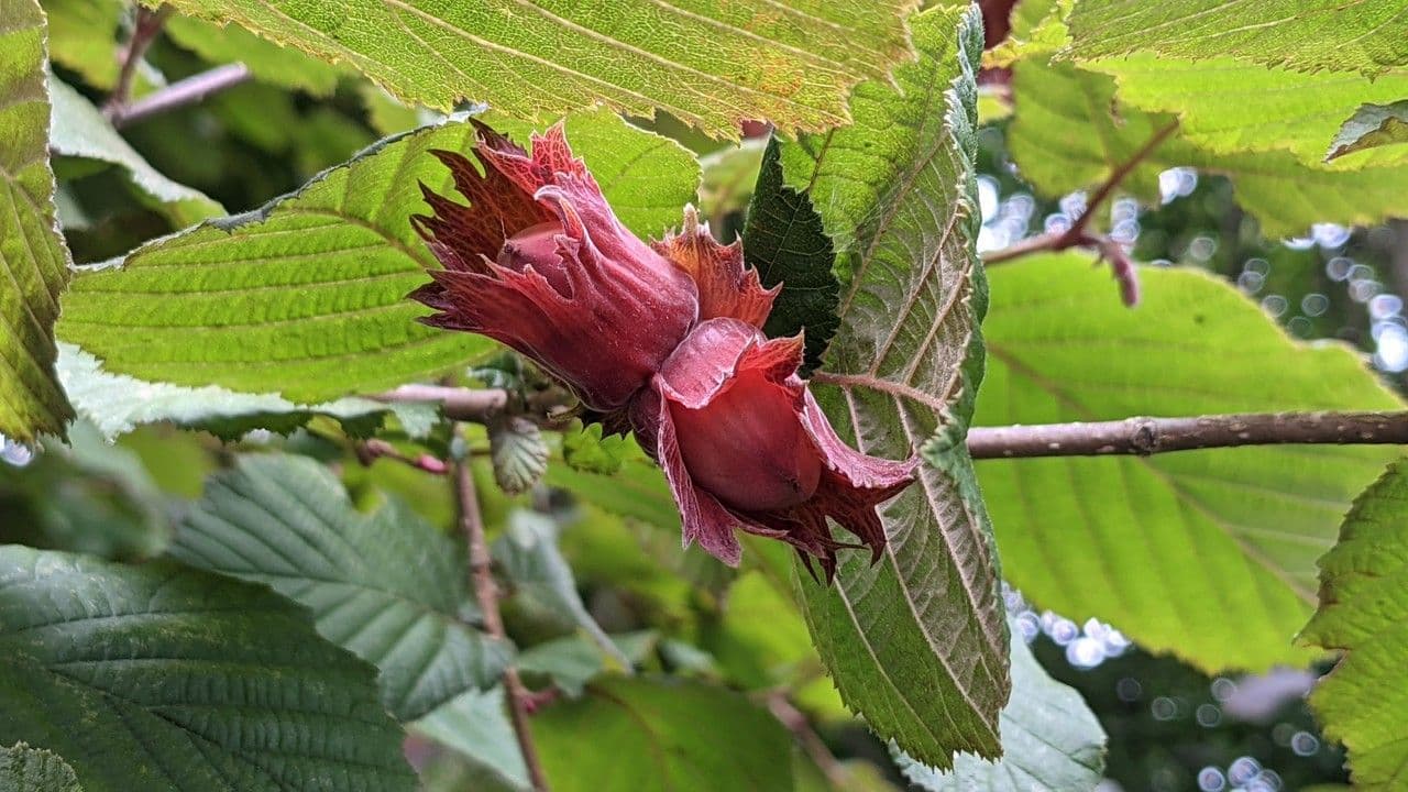 Lambertnuss 2
