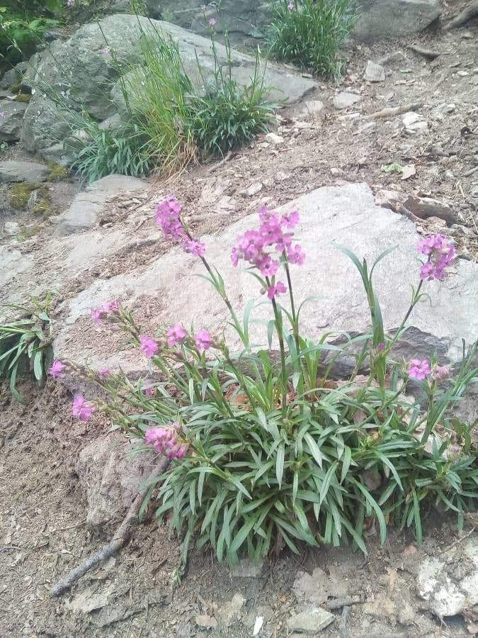 Silene viscido 7
