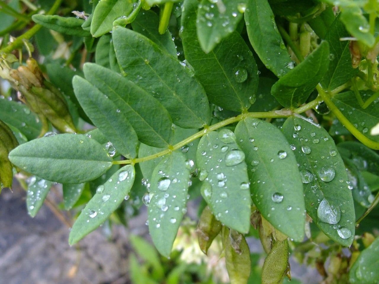 Astragalo 17