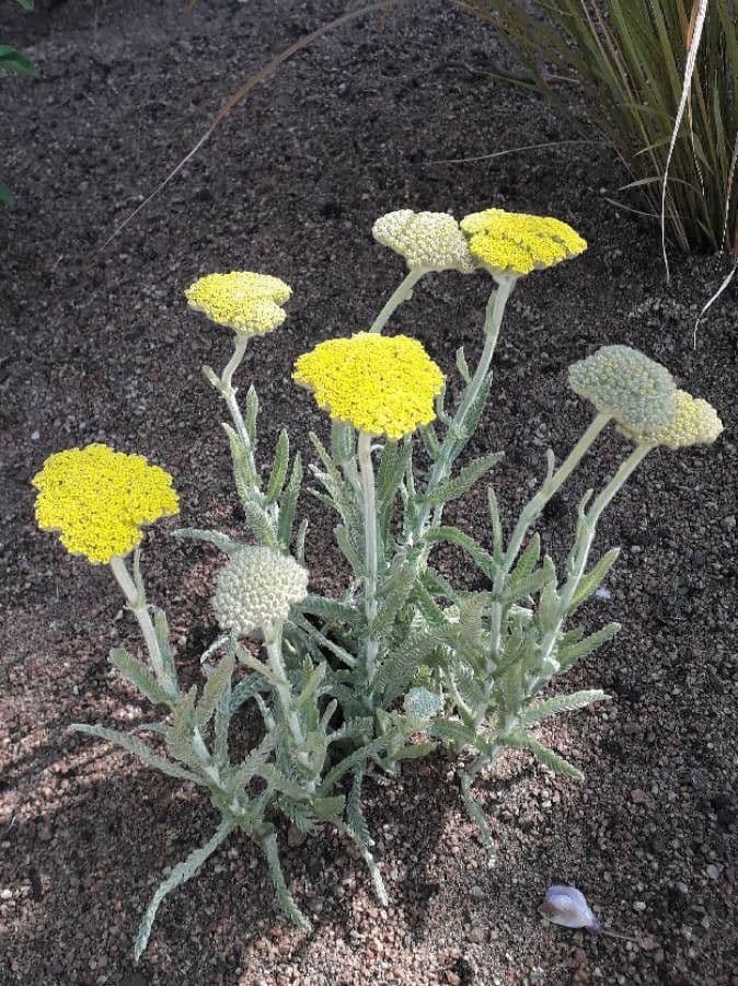 Achillea filipendula 5