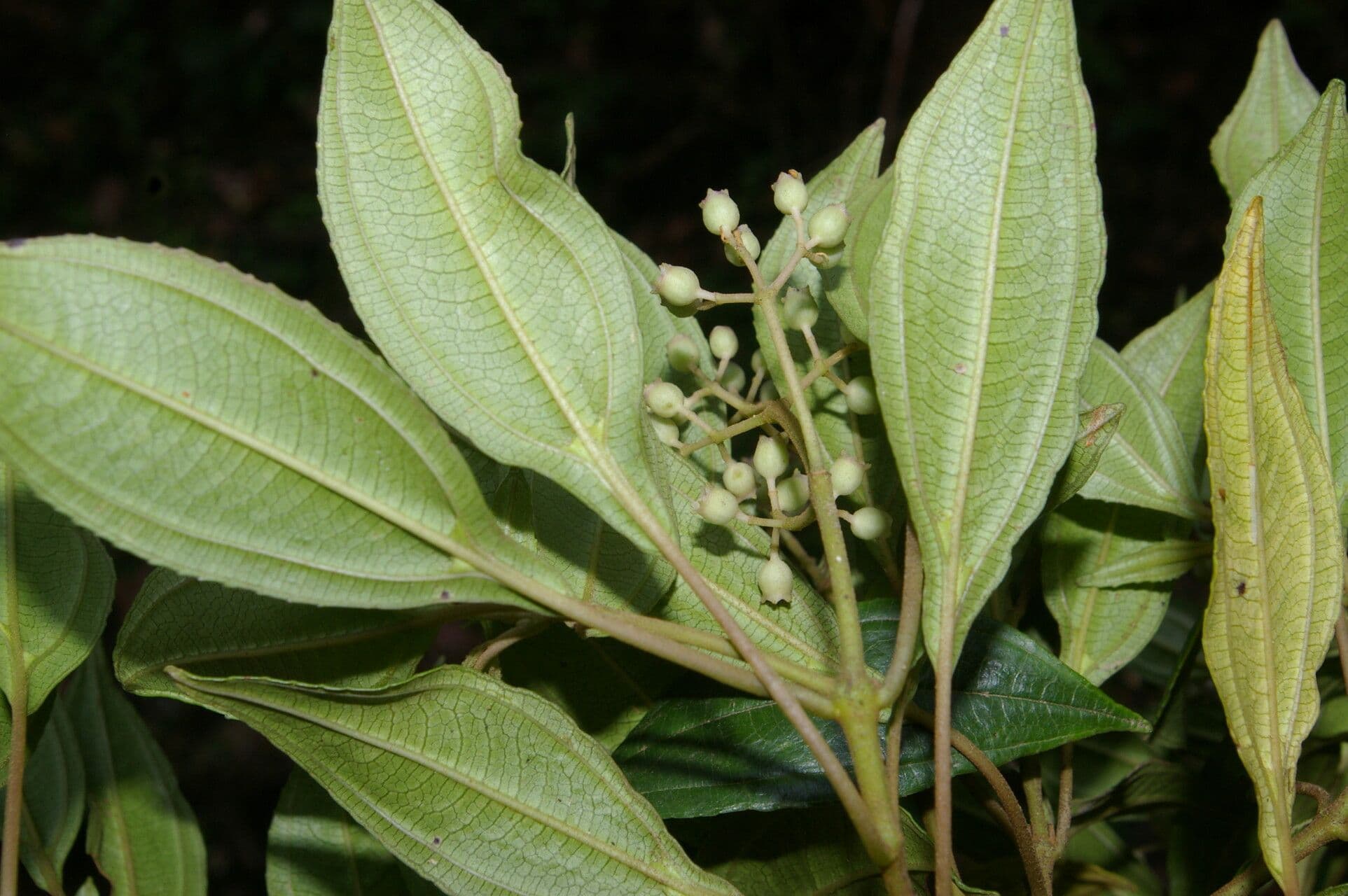 Miconia 8