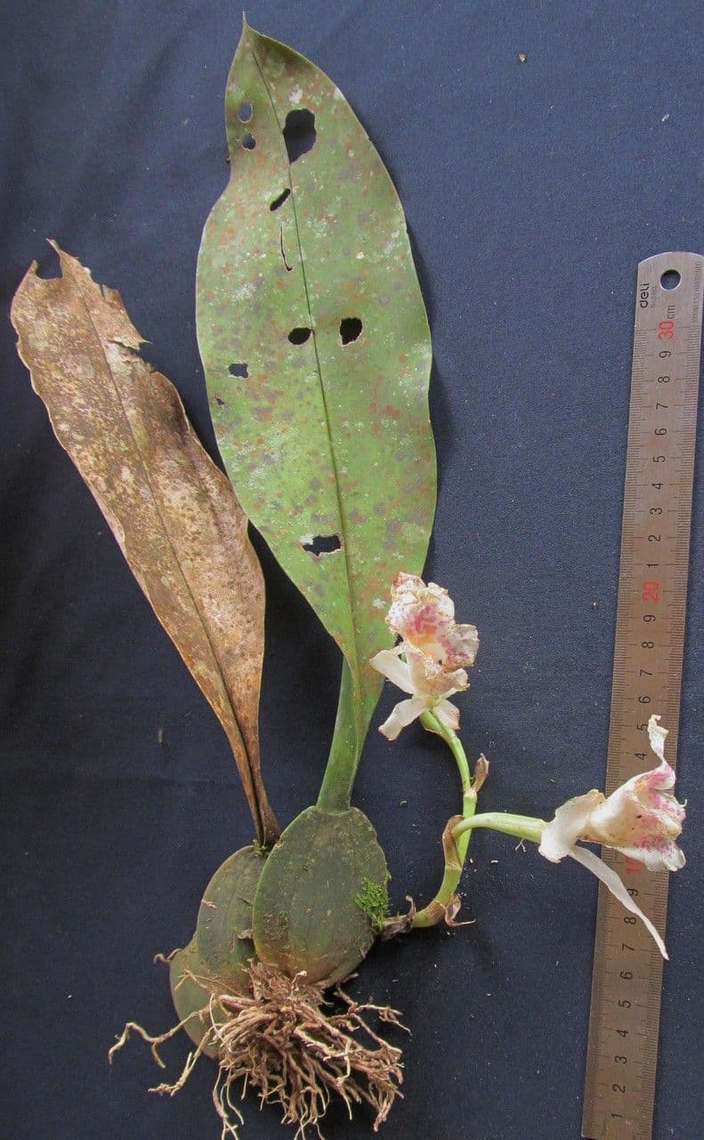 Trichopilia profumata 7