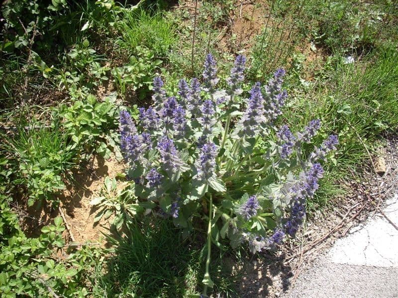 Ajuga orientalis 11