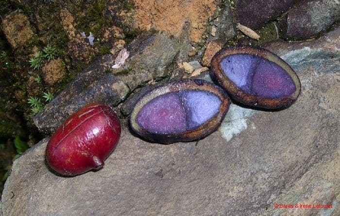 Cryptocarya 3
