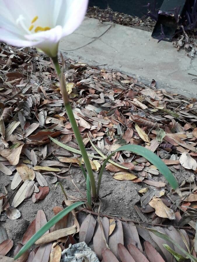 Zephyranthes 13