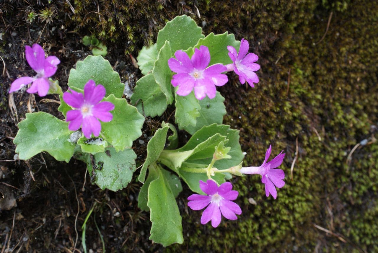 Primula hirsuta 13
