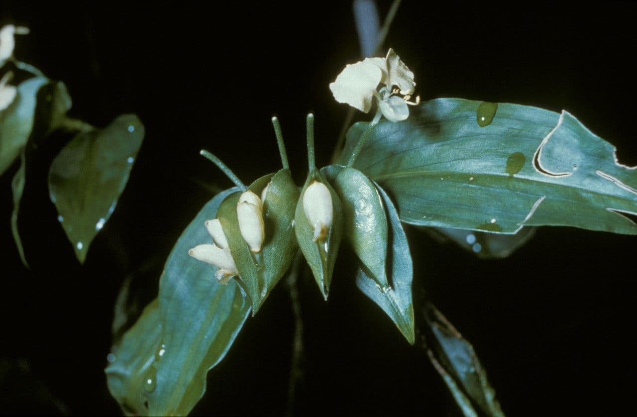 Commelina