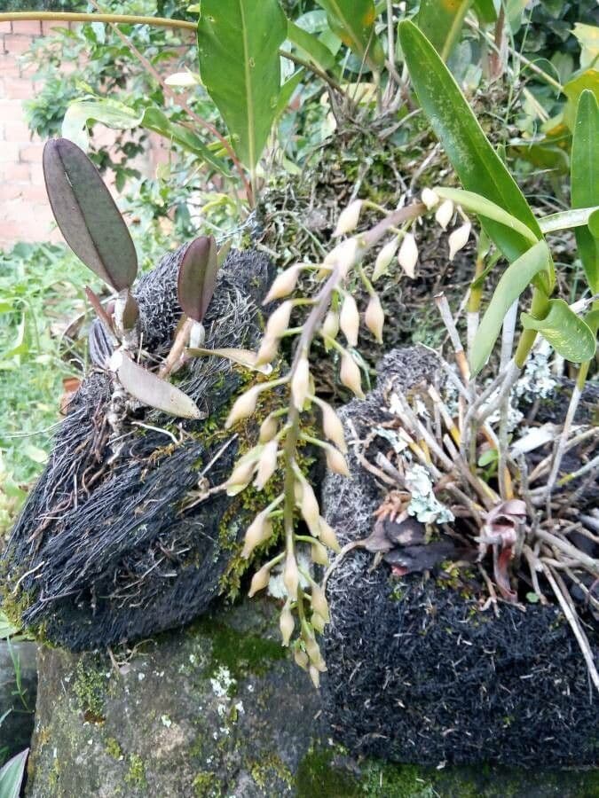 Calanthe di Balansa