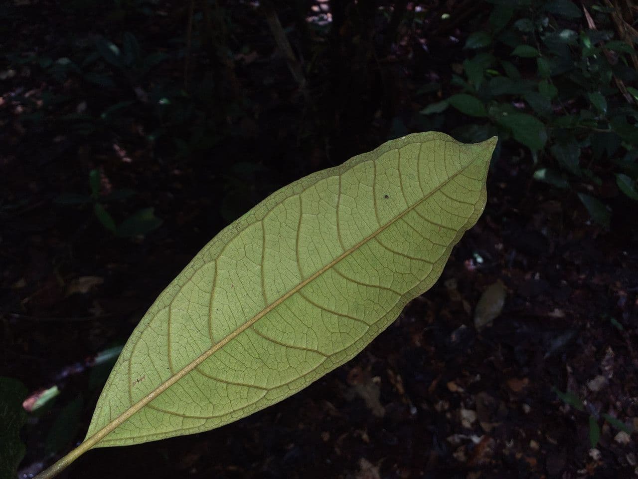 Eugenia 3