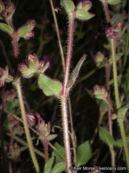 Mirabilis laevis 19