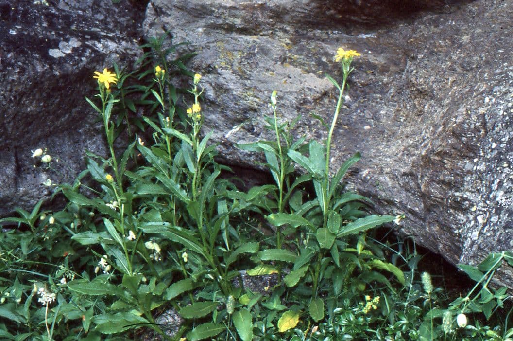 Greiskraut 19
