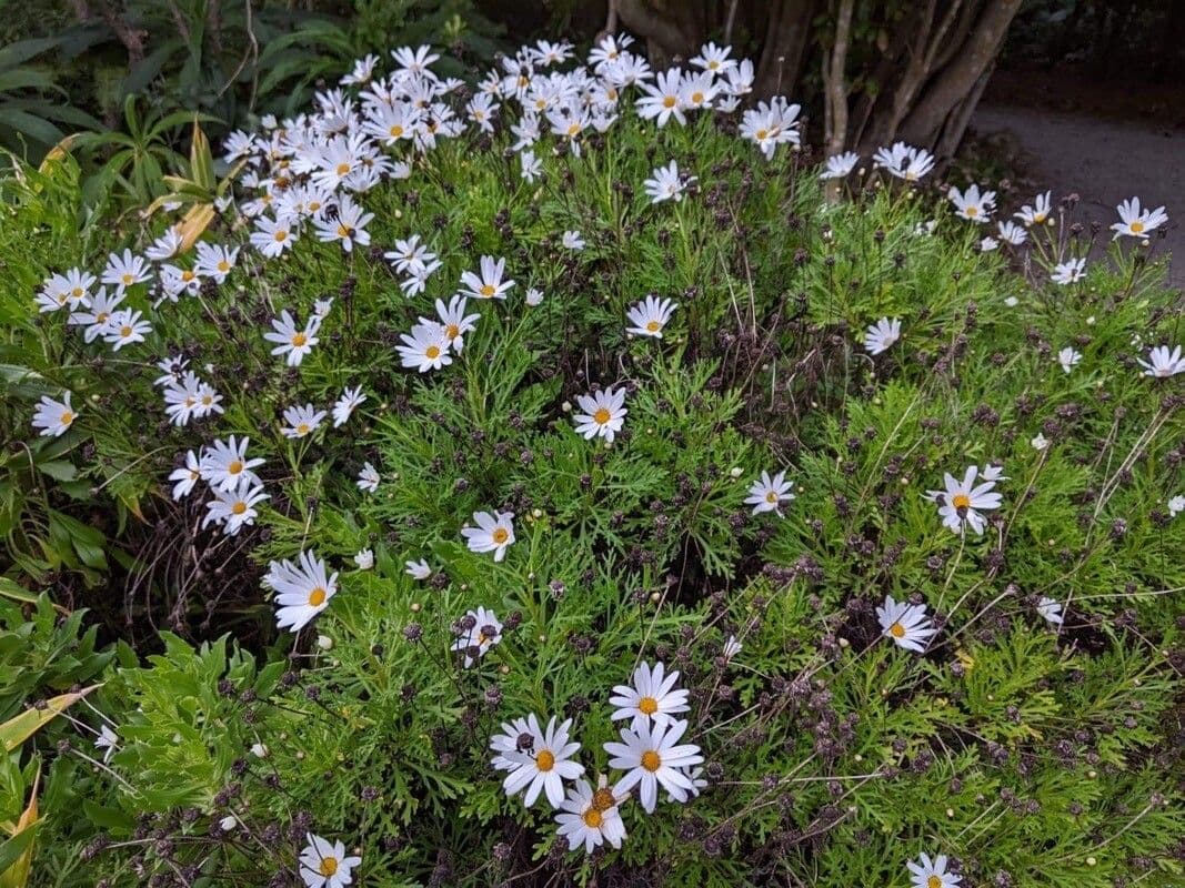 Argyranthemum 2
