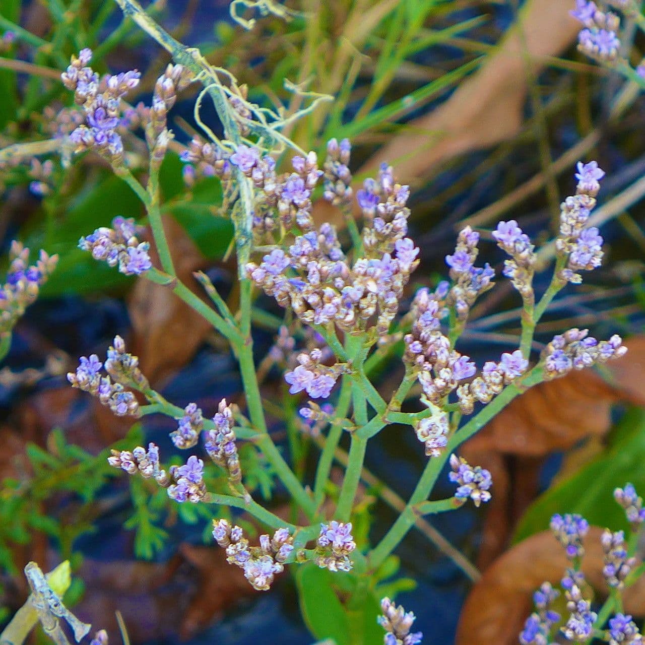 Limonium californicum 7