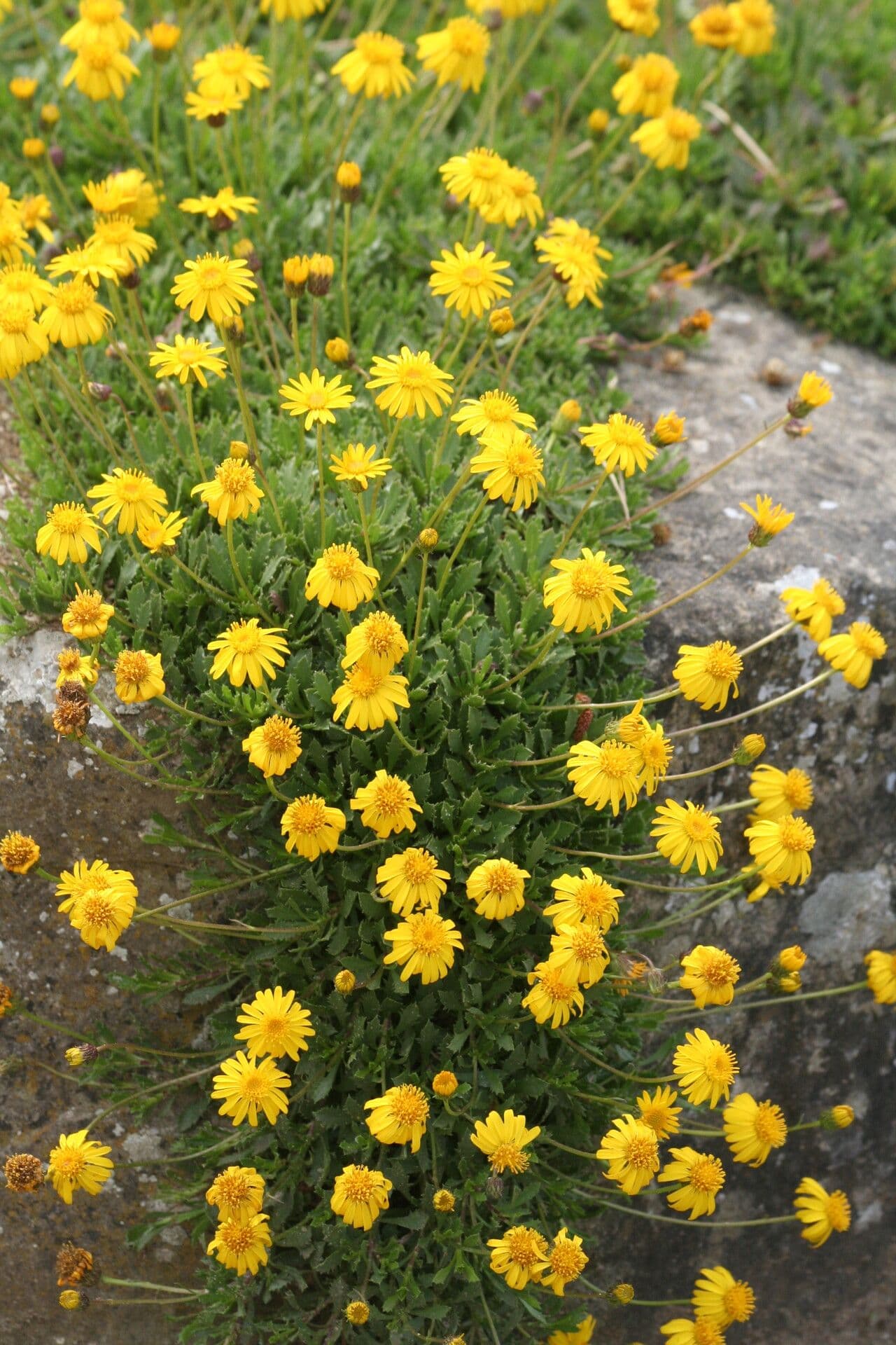 Haplopappus 2