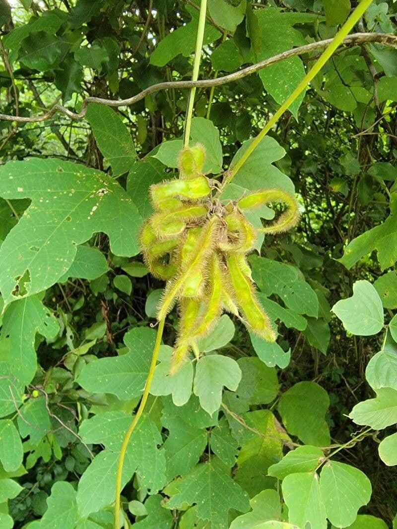 Kudzu 3