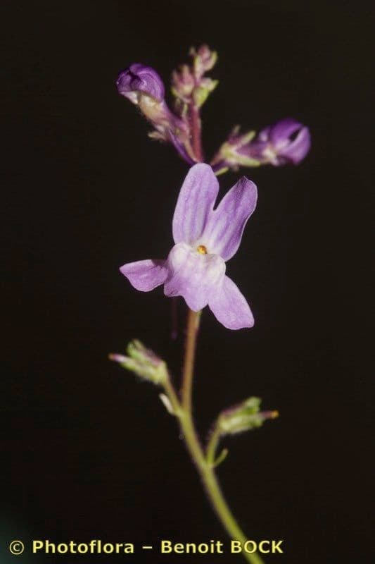 Linaria 6