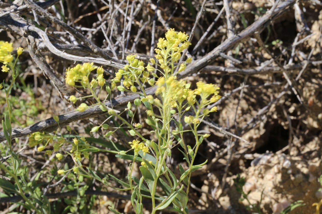 Lepidium 5