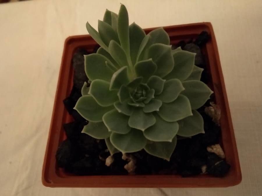 Echeveria