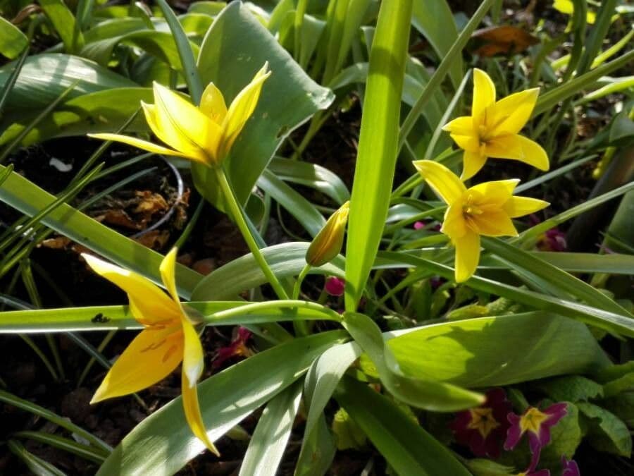 Tulipano selvatico 7