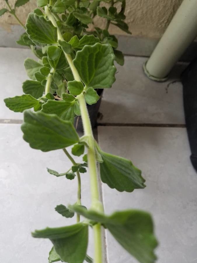 Plectranthus 19