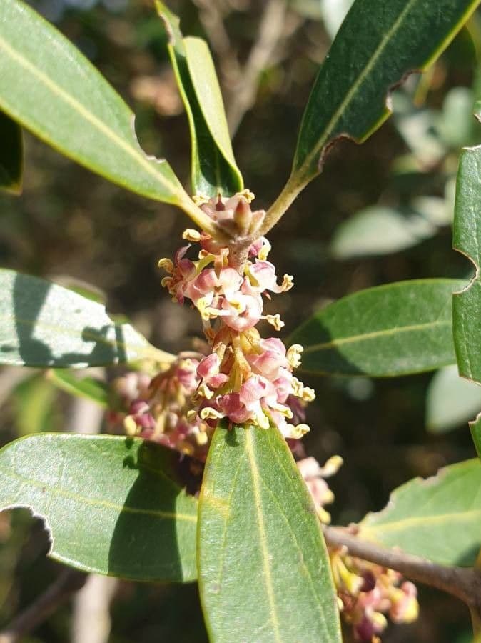 Schmalblättrige Steinlinde 9