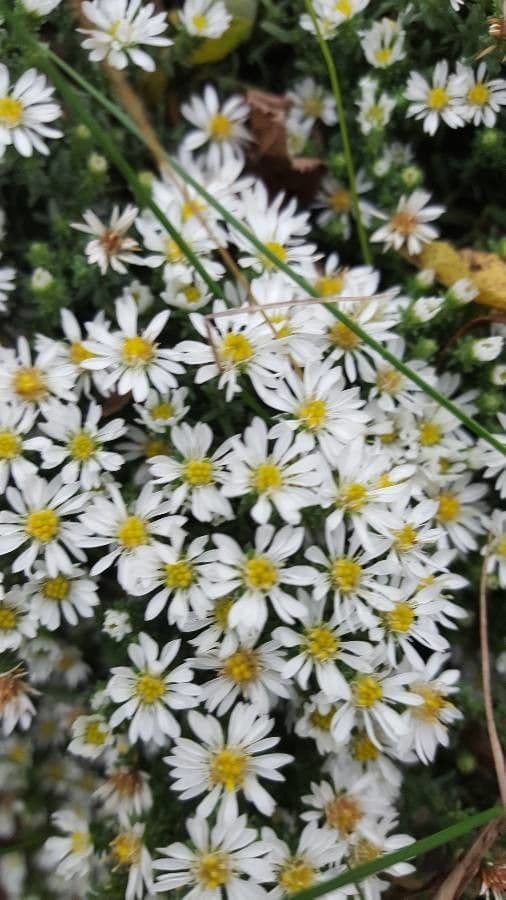 Heide-Herbst-Aster 5