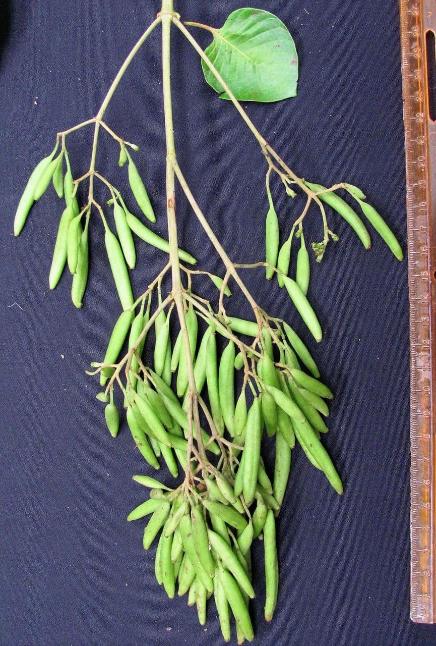 Chinarindenbaum 18