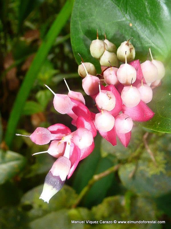 Cavendishia 4