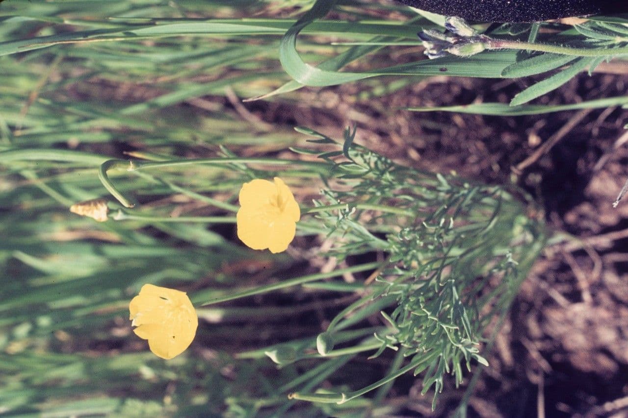 Eschscholzia 7