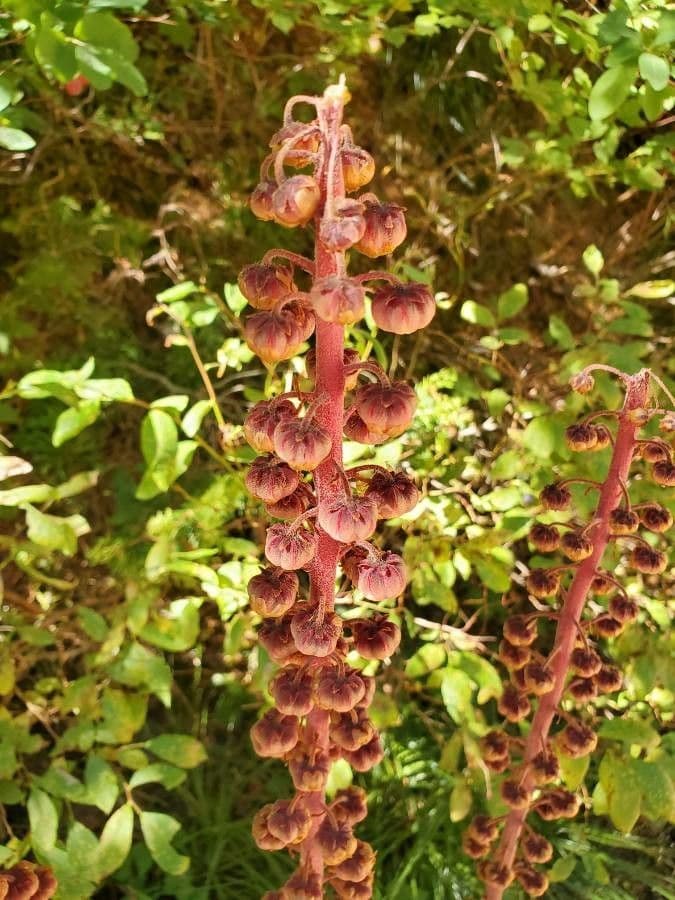 Pterospora andromedea 4