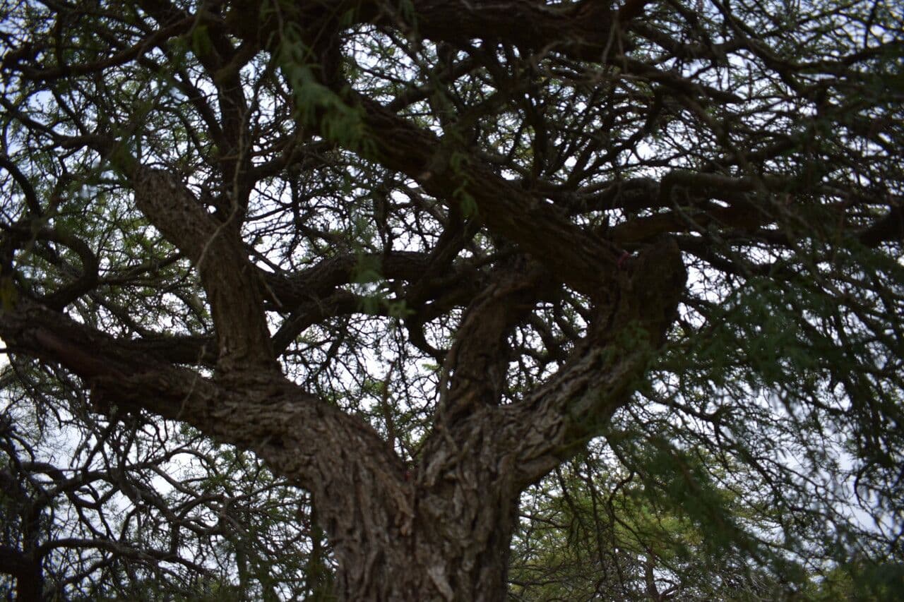 Prosopis affinis 8