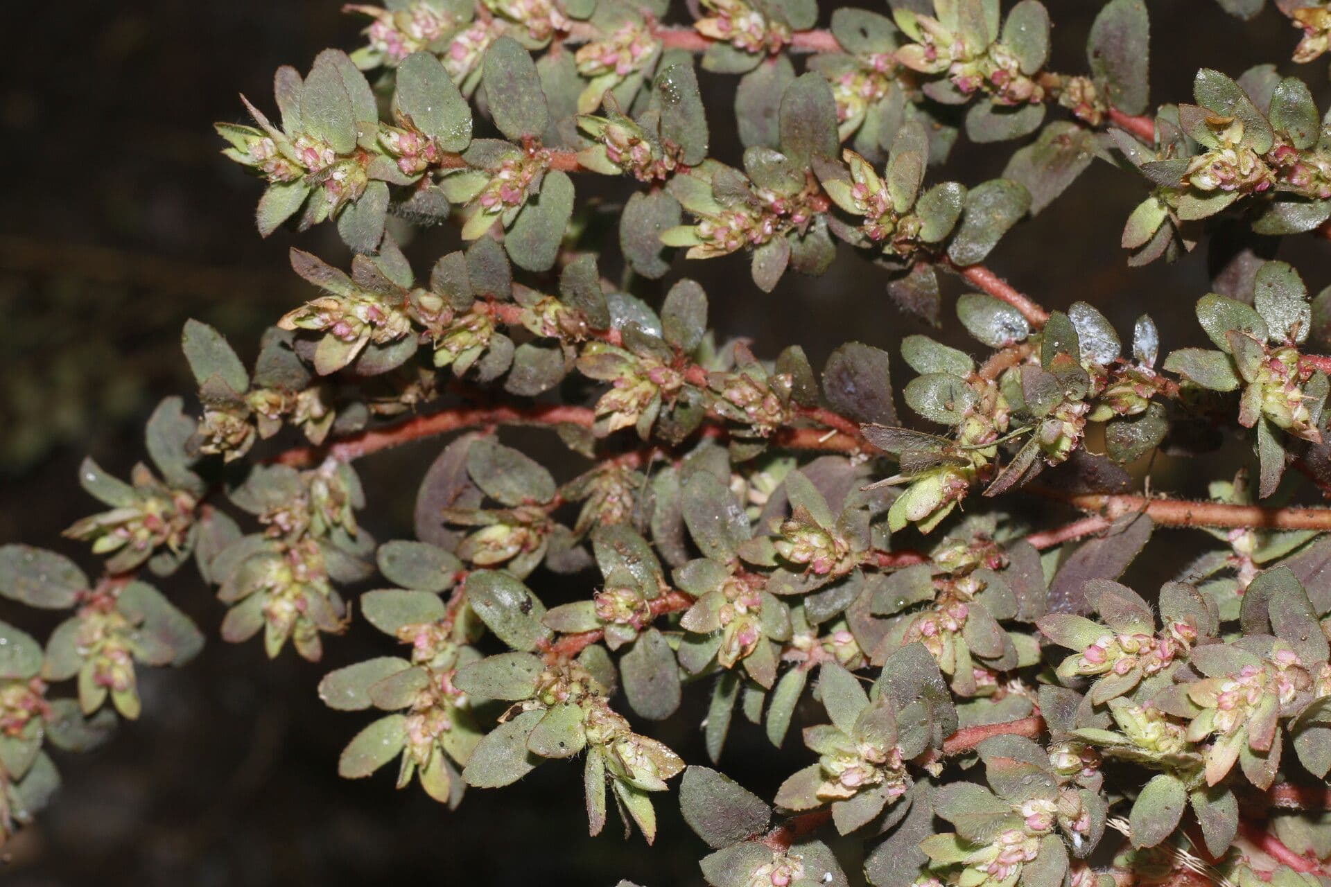 Lechosa